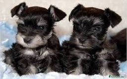 Schnauzer Miniatura perros en venta: Tierno bebé de cachorro Schnanuzer Miniatura - Imagen 1