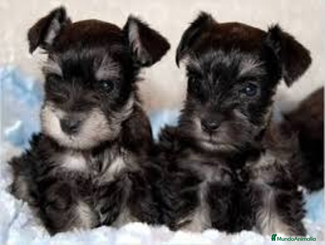 Schnauzer Miniatura perros en venta: Tierno bebé de cachorro Schnanuzer Miniatura - Imagen 1