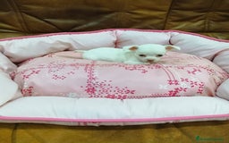 Chihuahua perros en venta: CHIHUAHUA TOY - Imagen 7