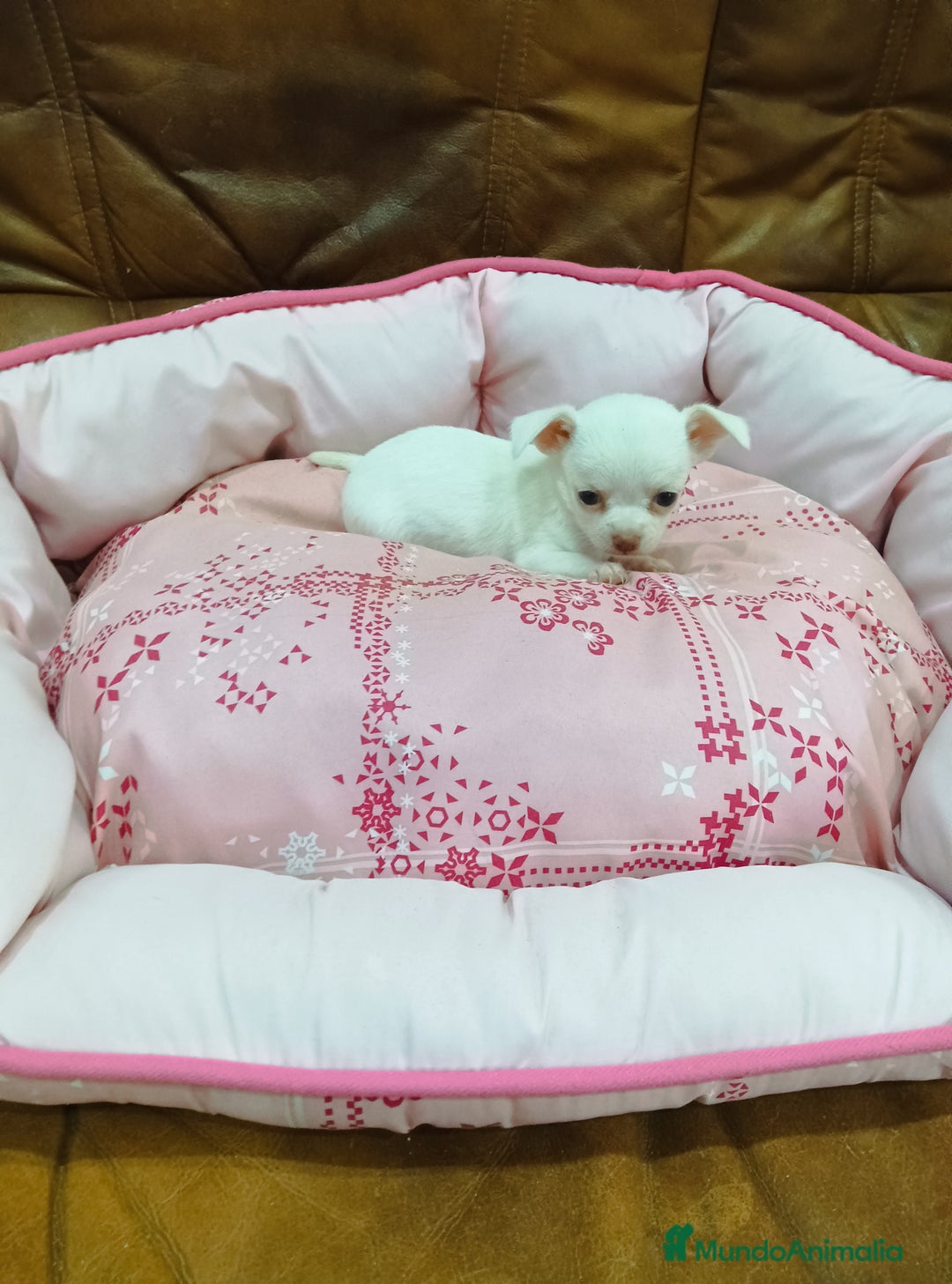 Chihuahua perros en venta: CHIHUAHUA TOY - Imagen 7