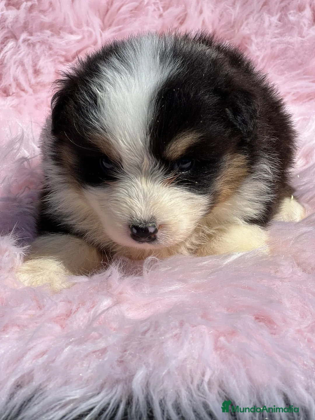 Pastor Australiano perros en venta: Pastor australiano tricolor en Barcelona - Anuncio 7