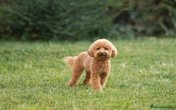 Caniche Toy perros en venta: caniche toy macho - Imagen 5