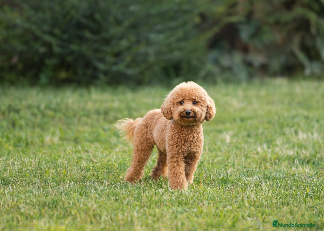 Caniche Toy perros en venta: caniche toy macho - Imagen 5