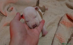 American Staffordshire-Terrier perros en venta: American Staffordshire Terrier  - Imagen 4