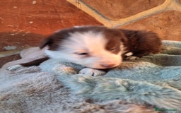 Border Collie perros en venta: BORDER COLLIE MACHO  en Murcia - Imagen 1