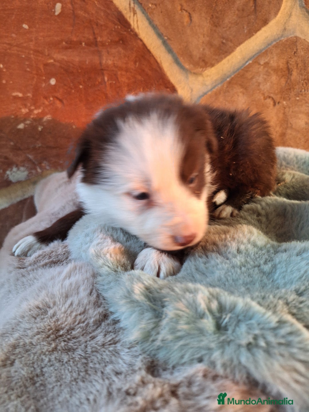 Border Collie perros en venta: BORDER COLLIE MACHO  en Murcia - Imagen 1