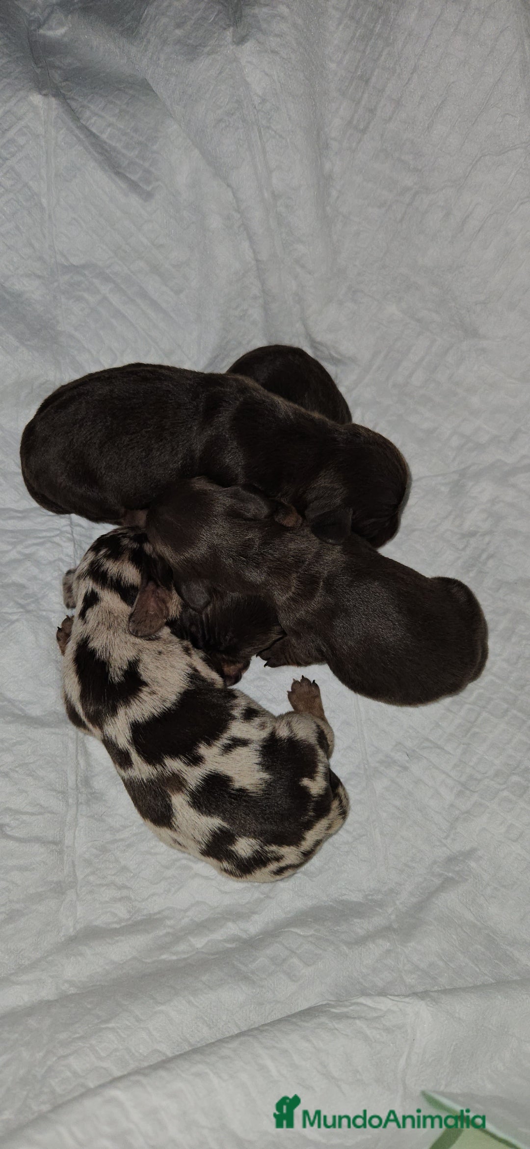 Teckel perros en venta: Teckel miniatura  - Anuncio 1