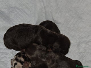 Teckel perros Teckel miniatura - Anuncio 4