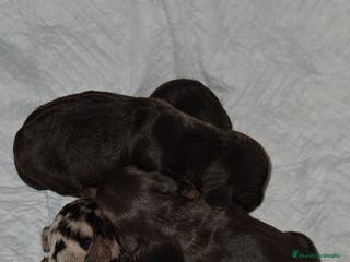 Teckel perros Teckel miniatura - Anuncio 3