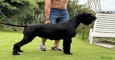 Schnauzer Gigante perros - Anuncio 6