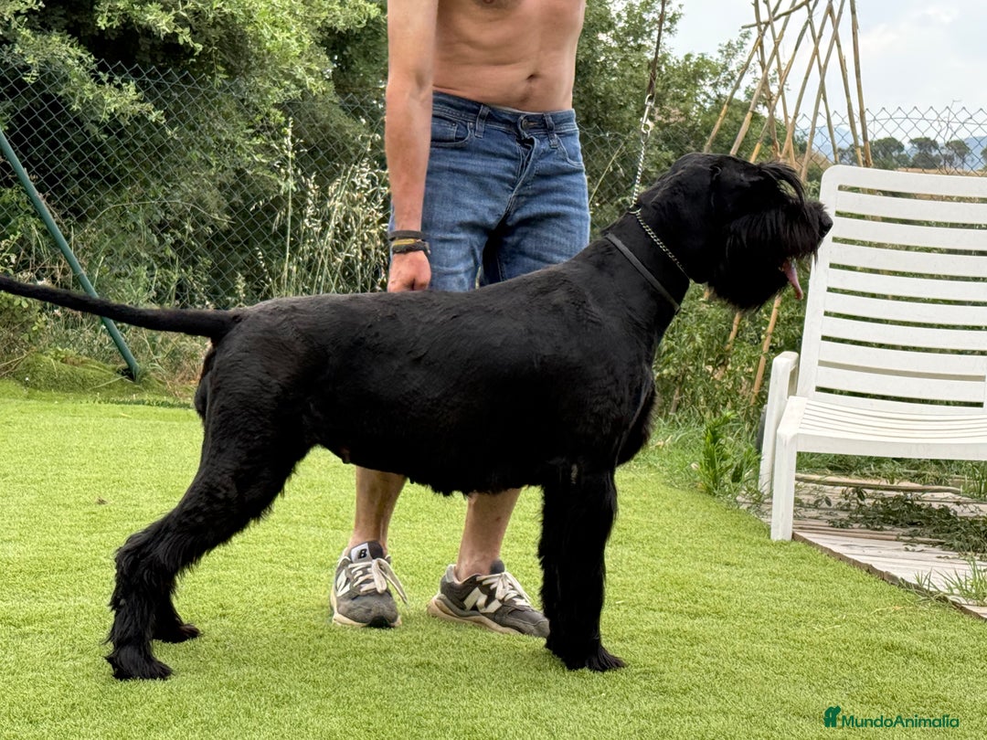 Schnauzer Gigante perros en venta: SCHNAUZER GIGANTE - Imagen 2