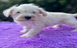 Schnauzer Miniatura perros en venta: Schnauzer miniatura  - Imagen 4