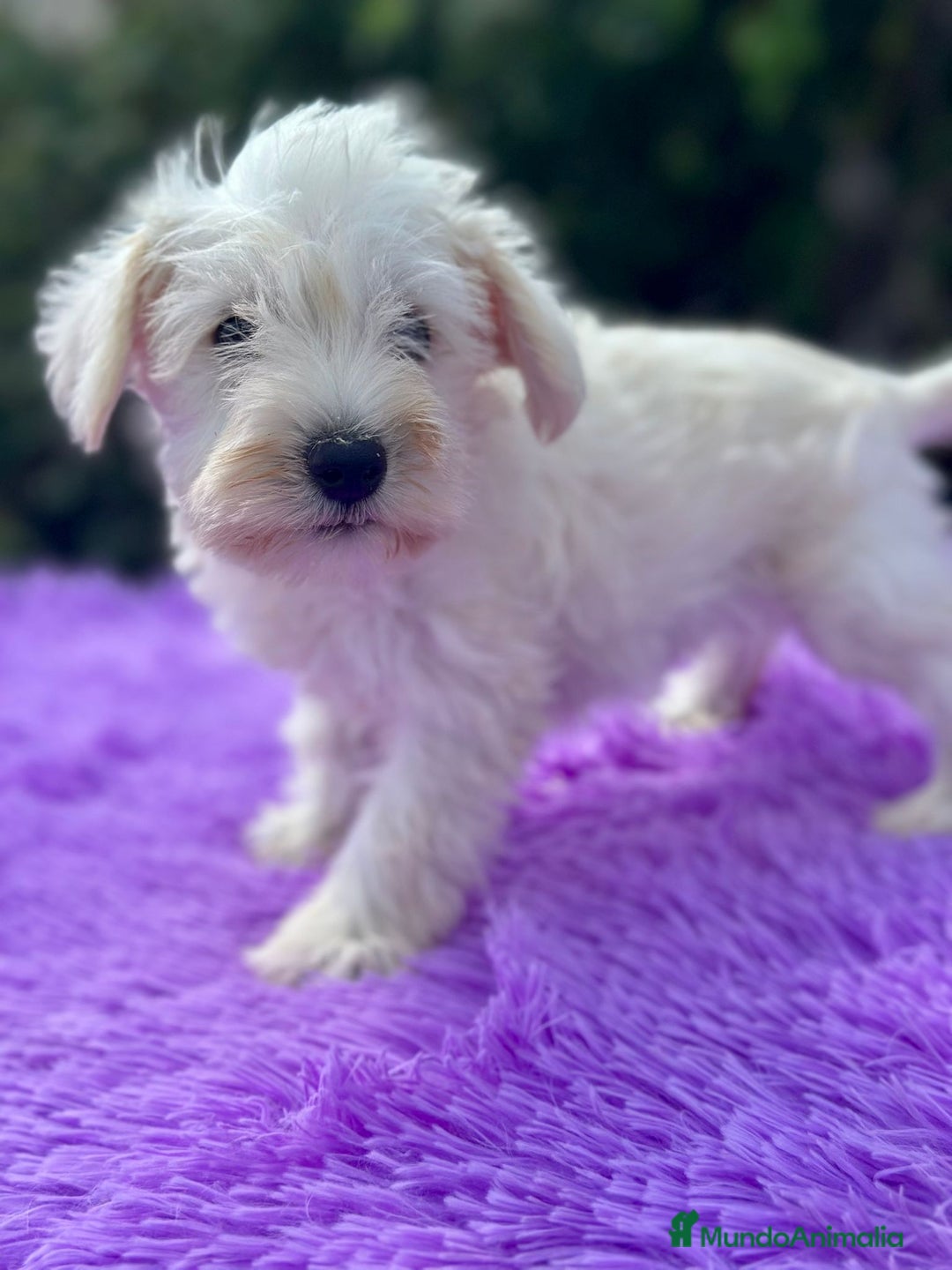 Schnauzer Miniatura perros en venta: Schnauzer miniatura  - Imagen 4