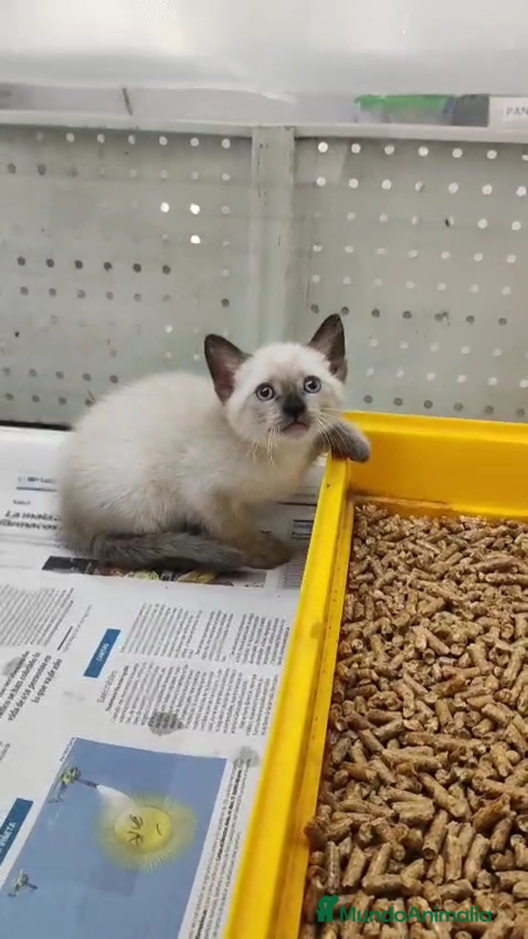 Siamés gatos en venta: Siamés  - Imagen 1