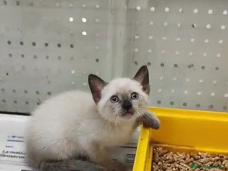 Siamés gatos - Anuncio 22