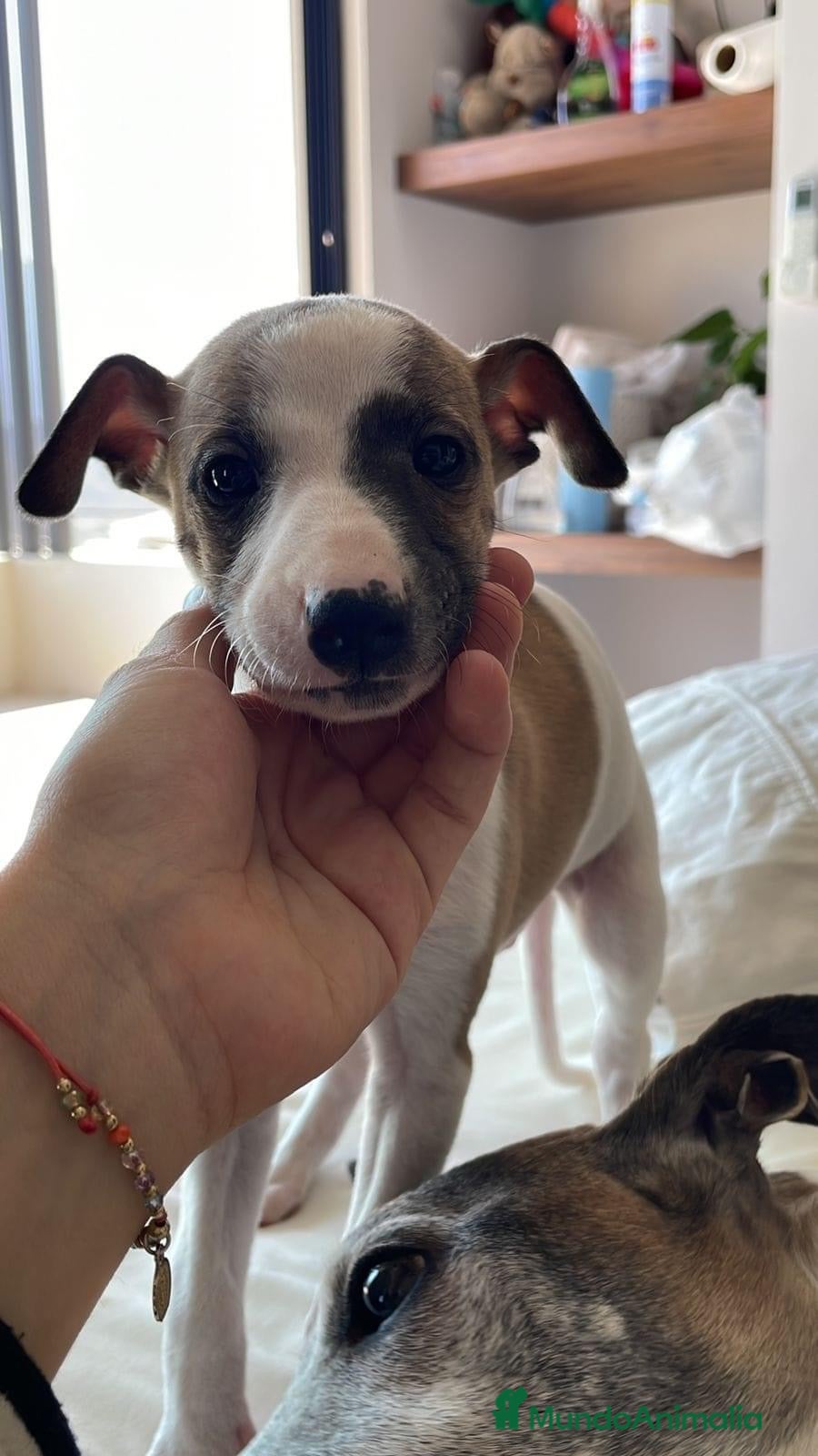 Whippet perros WHIPPET DISPONIBLES  - Anuncio 2