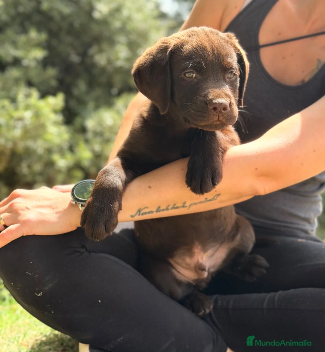 Labrador Retriever perros en venta: Labrador chocolate  - Anuncio 2