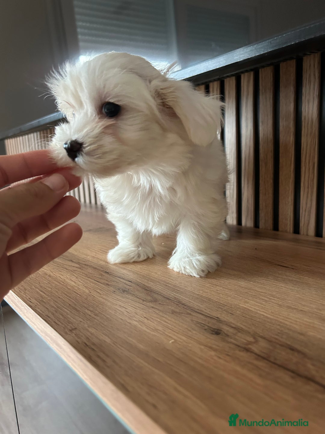 Bichón Maltés perros en venta: Bichon maltés  - Imagen 7