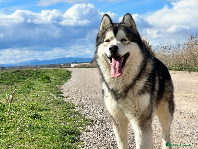 Imagen de galería {{count}}