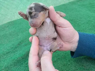 Teckel Miniatura perros Última hembra arlequín chocolate disponible - Anuncio 1