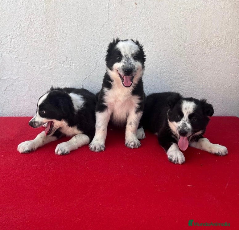 Border Collie perros en venta: Excentes cachorros Border collie - Anuncio 3