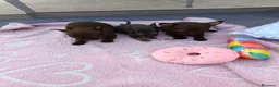 Chihuahua perros en venta: ‼️PRECIOSA CAMADA DE CHIHUAHUAS TAMAÑO MINI - Anuncio 2