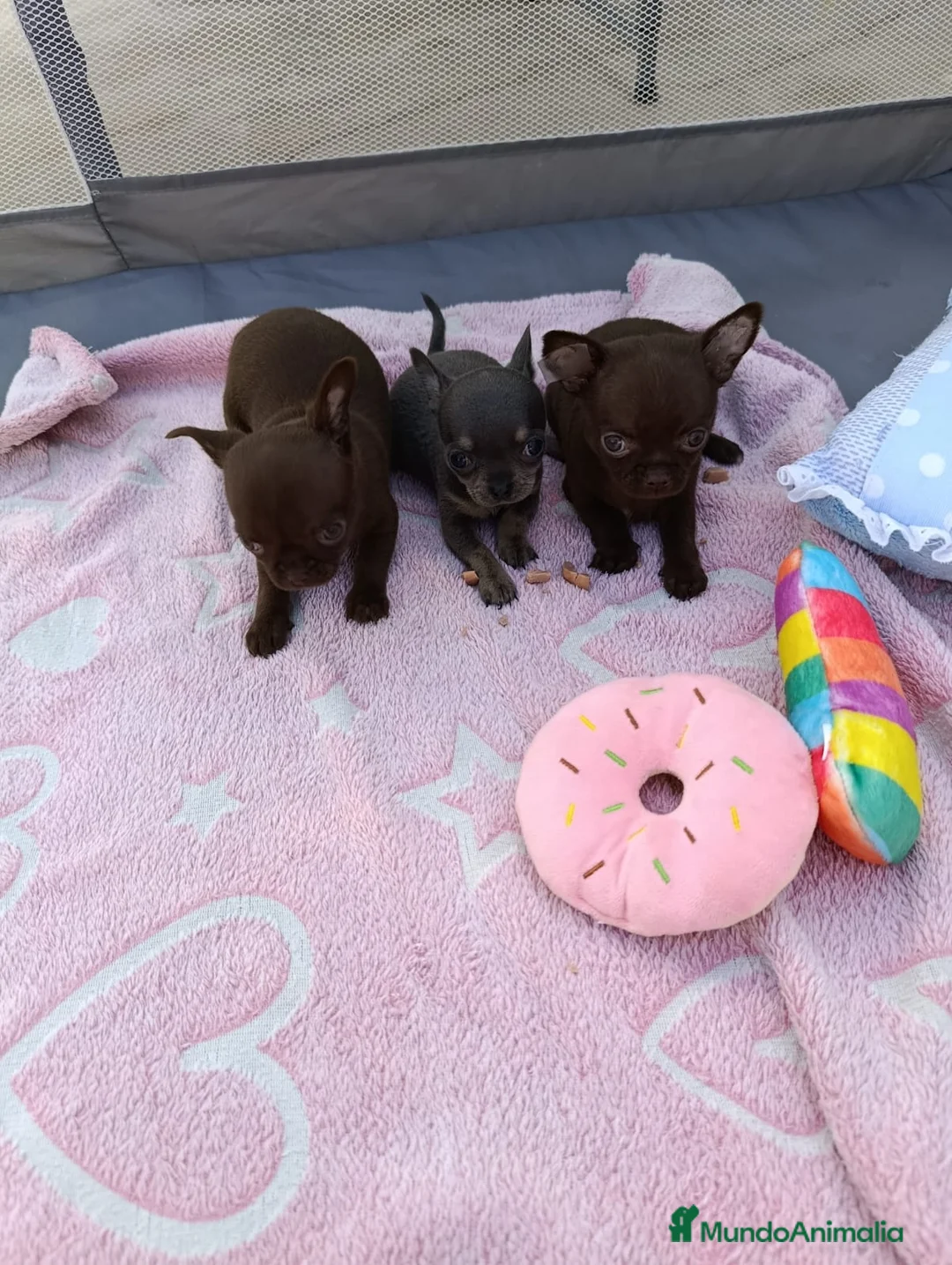 Chihuahua perros en venta: ‼️PRECIOSA CAMADA DE CHIHUAHUAS TAMAÑO MINI - Anuncio 2