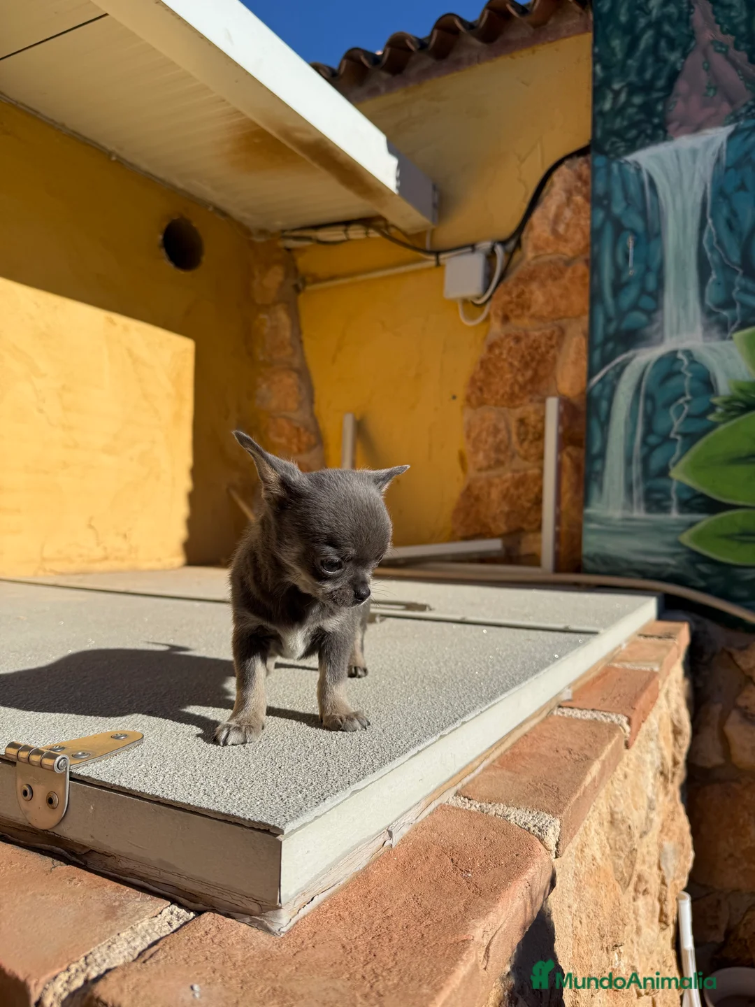 Chihuahua perros en venta: Chihuahua Toy - Anuncio 4