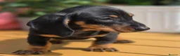 Teckel Miniatura perros en venta: Teckel mini/kanichen - Anuncio 3