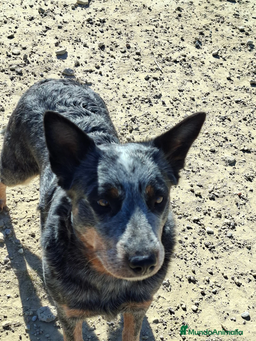 Boyero de Australia perros en venta: Australian cattle dog hembra en regalo - Anuncio 4