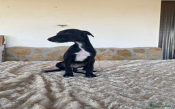 Galgo Español perros en venta: Galgo español hembras - Imagen 6