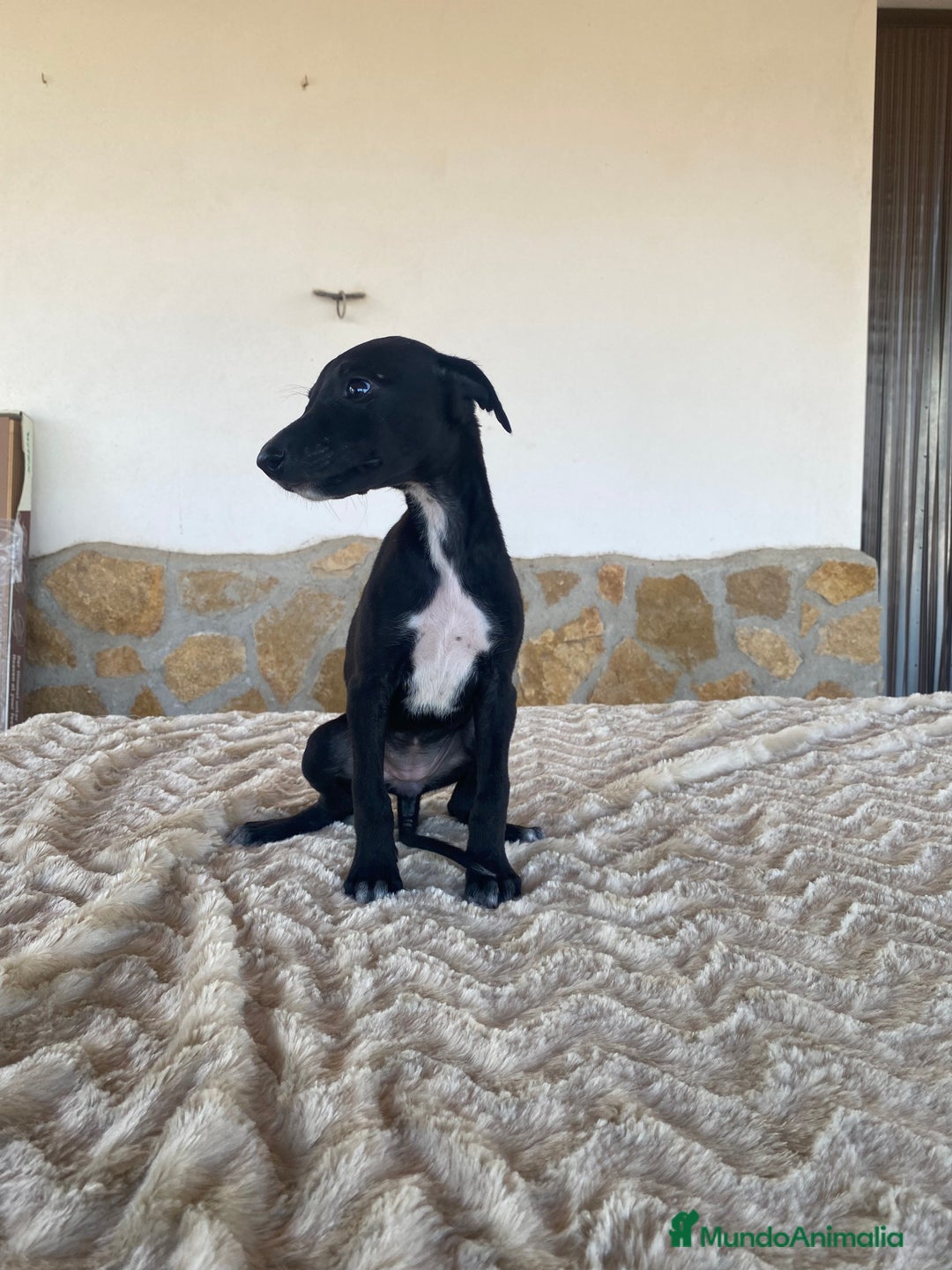 Galgo Español perros en venta: Galgo español hembras - Imagen 6