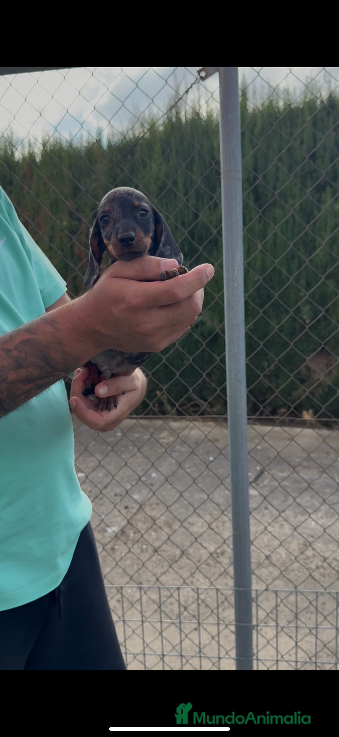 Teckel perros en venta: Espectaculares teckel kaninchen  - Imagen 1