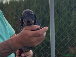 Teckel perros - Anuncio 2