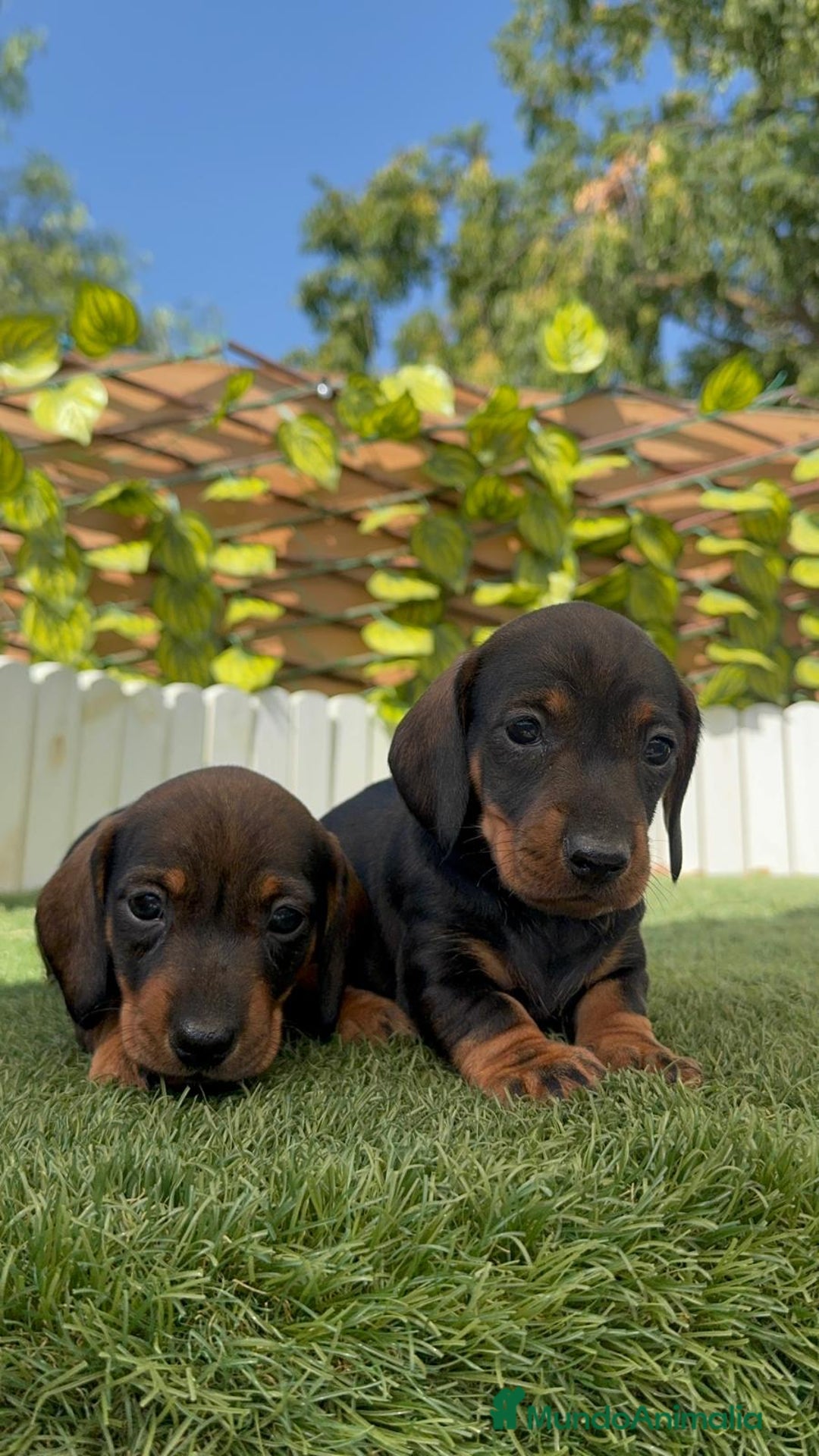 Teckel Miniatura perros en venta: TECKEL. MINIATURA - Imagen 6