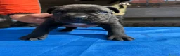 Cane Corso perros en venta: Cane corso  - Anuncio 17