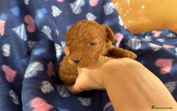 Caniche Toy perros en venta: Caniches mini toy tacita de té  - Imagen 5
