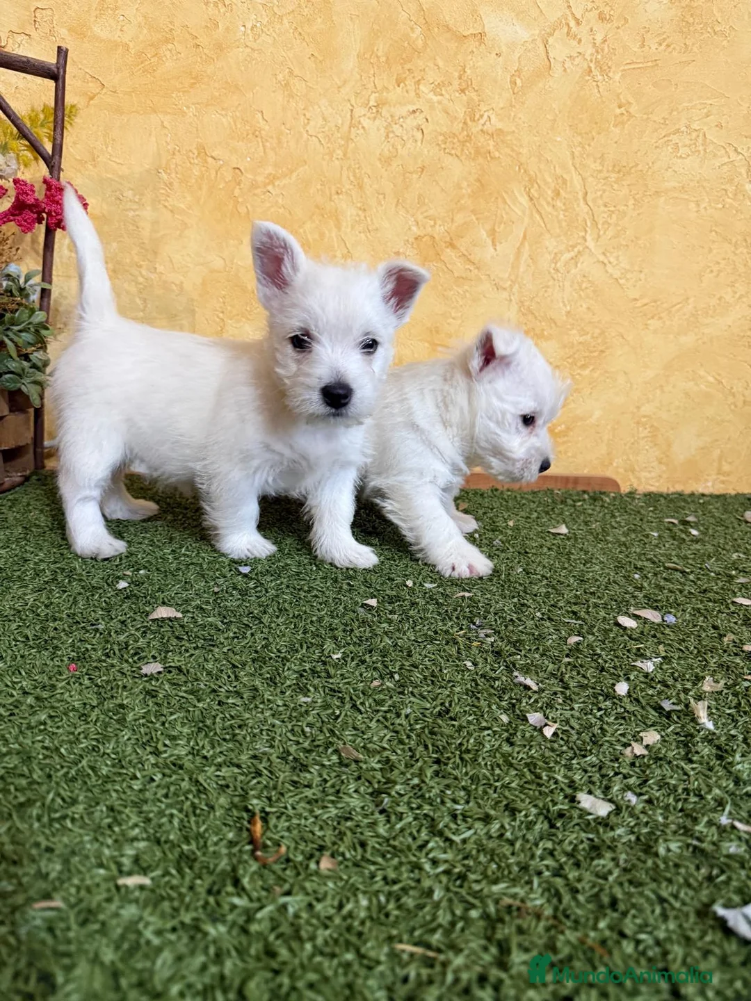 West Highland White Terrier perros en venta: Westys  - Anuncio 3
