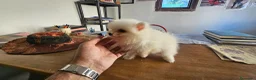 Pomerania perros en venta: Pomerania mini toy  - Anuncio 2