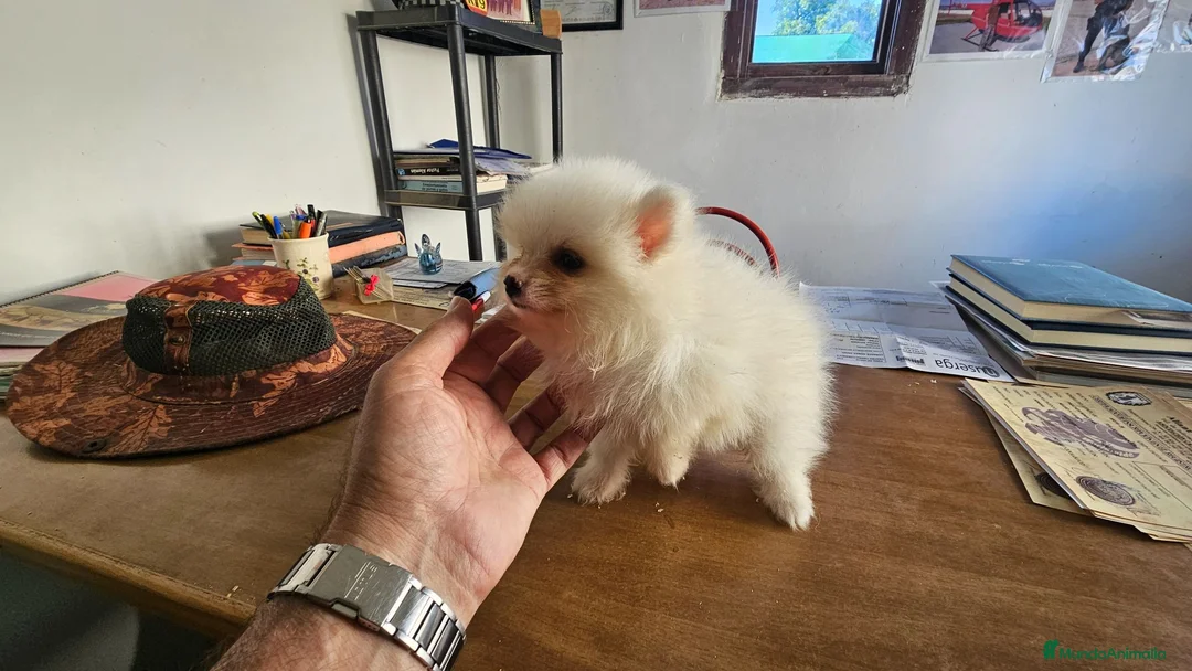 Pomerania perros en venta: Pomerania mini toy  - Anuncio 2