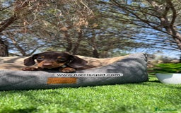 Teckel Miniatura perros en venta: CACHORROS TECKEL KANINCHEN - Imagen 3