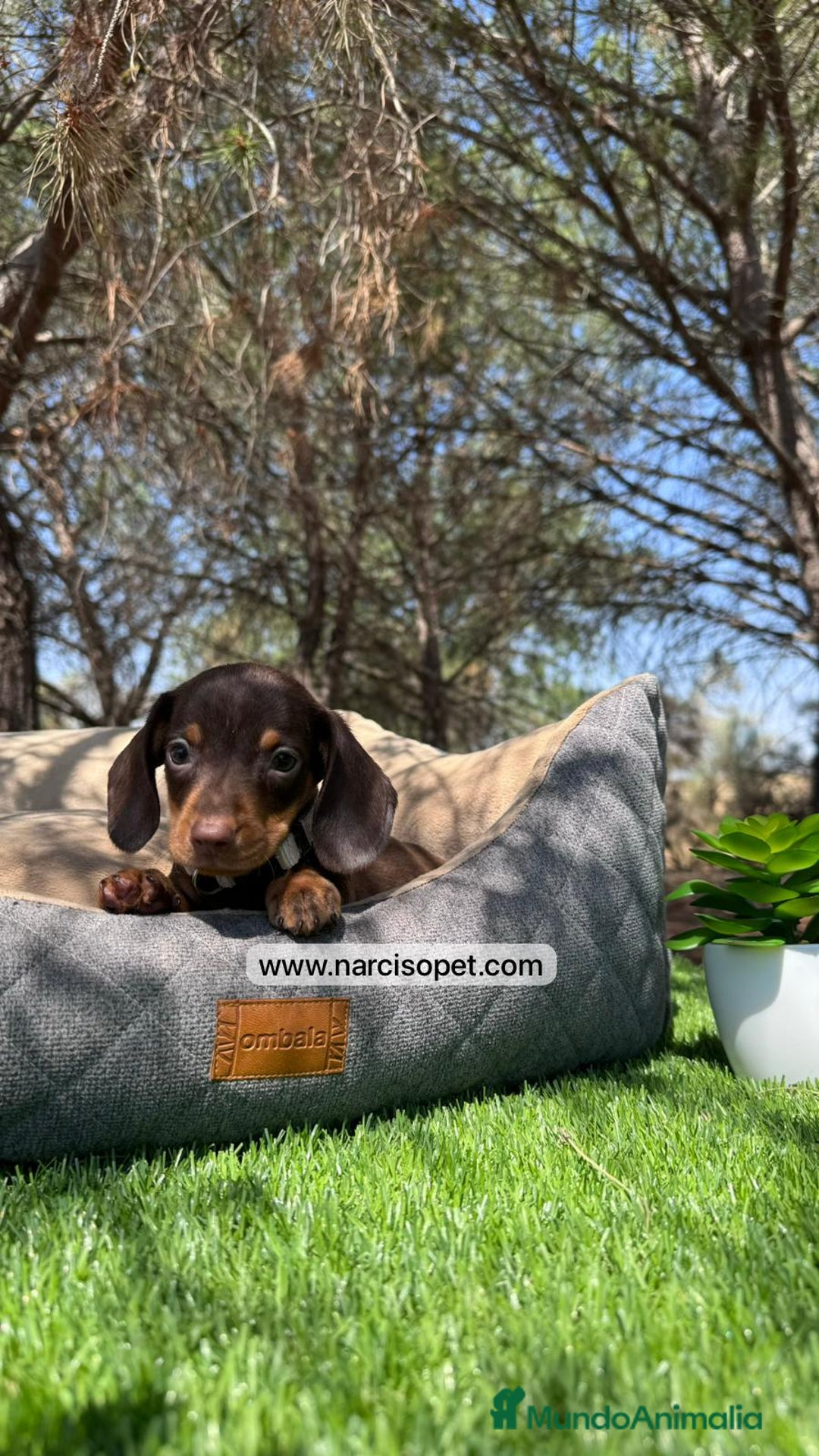 Teckel Miniatura perros en venta: CACHORROS TECKEL KANINCHEN - Imagen 3