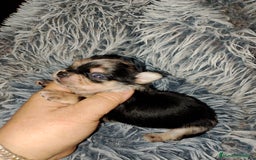 Chihuahua perros en venta: Último cachorrito de Chihuahua Merle - Imagen 5