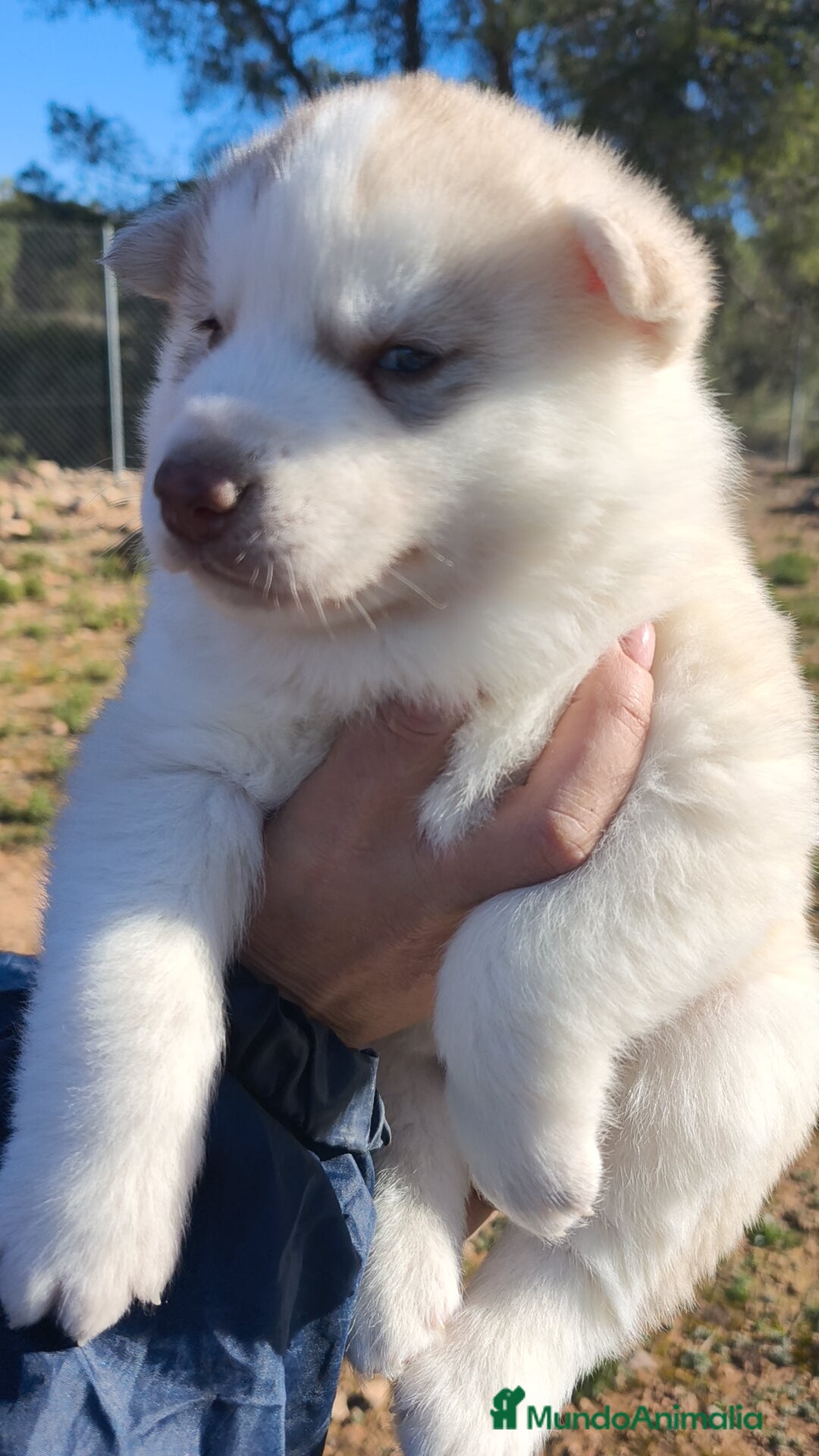 Husky Siberiano perros Husky SIBERIANO Macho y Hembra  - Anuncio 2