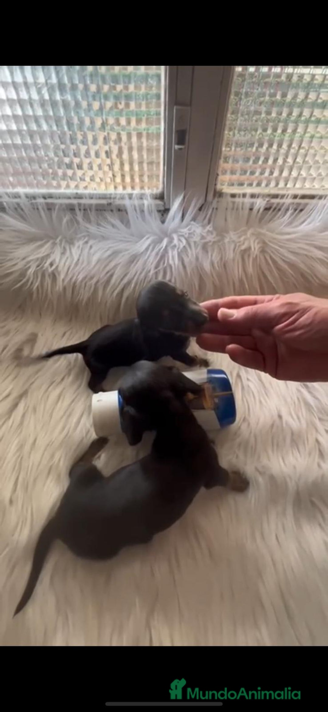 Teckel Miniatura perros en venta: TECKEL KANINCHEN - Imagen 1