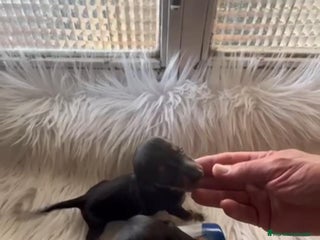 Teckel Miniatura perros - Anuncio 27