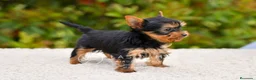 Yorkshire Terrier perros en venta: Yorkshire terrier - Anuncio 4