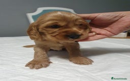 Cocker Spaniel Inglés perros en venta: Cocker Canela - Imagen 1