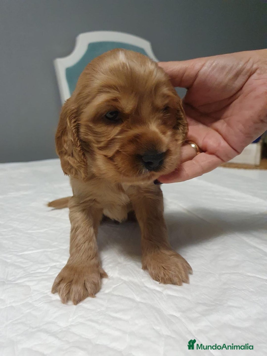 Cocker Spaniel Inglés perros en venta: Cocker Canela - Imagen 1