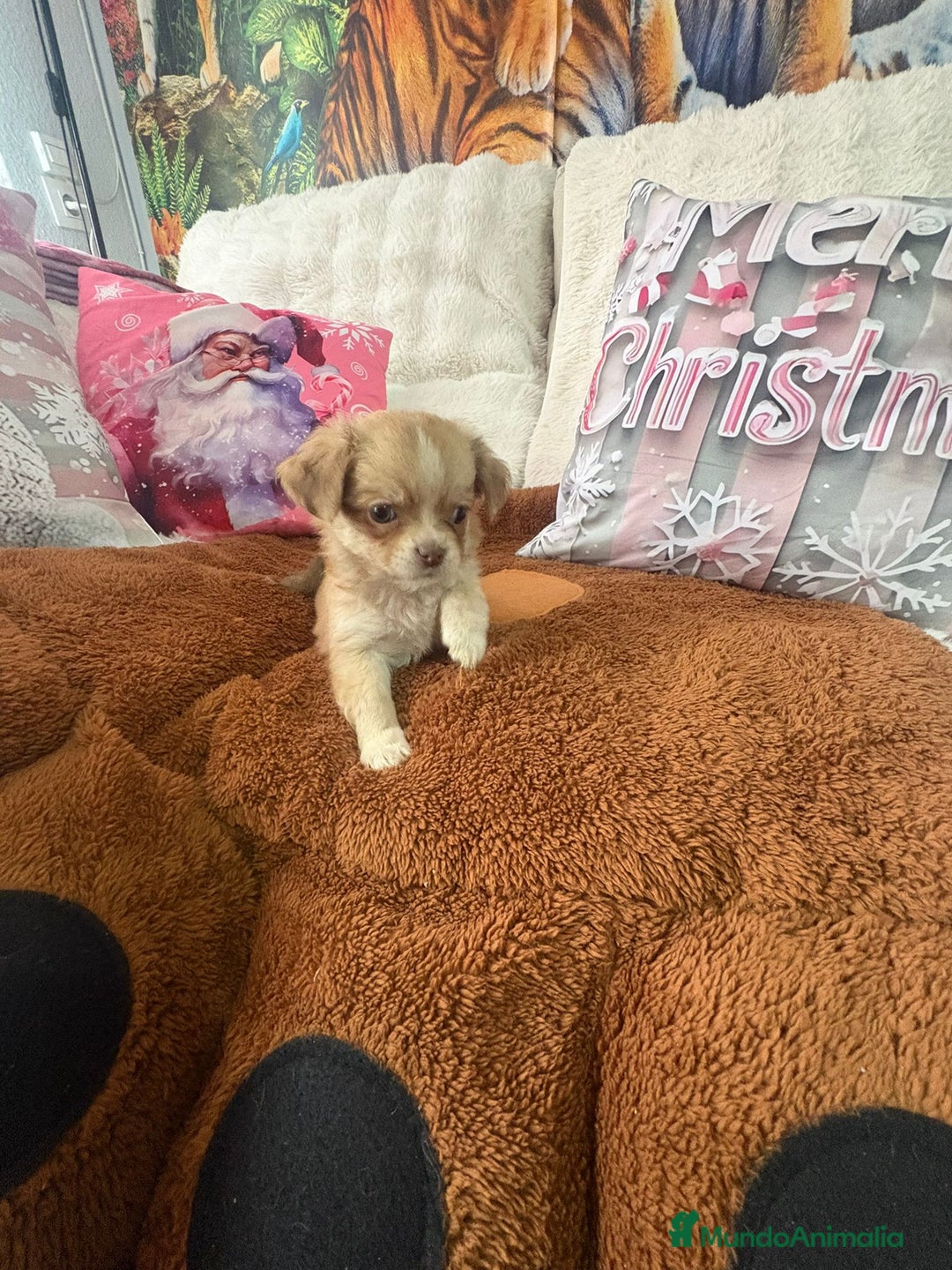 Chihuahua perros en venta: Chihuahua toy pelo largo  - Anuncio 14